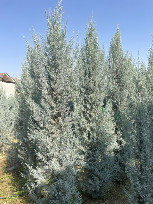 Archa  arizoniski keparis