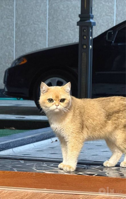 Mushuk  shorthair golden