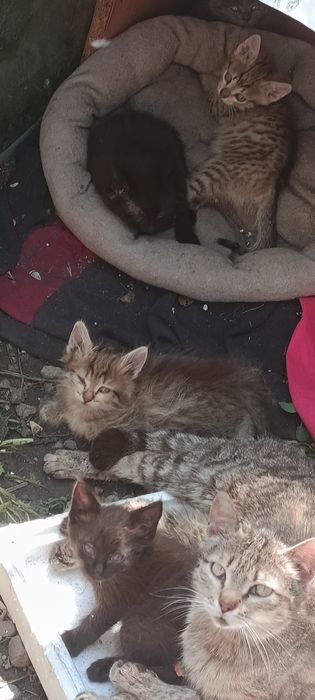 Отдам котят в хорошие руки.