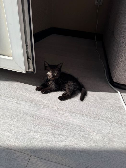 Отдам чёрную девочку