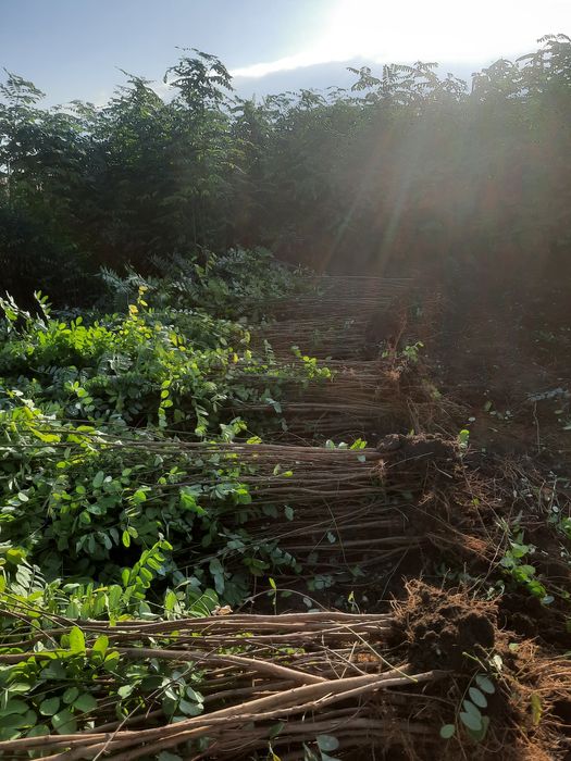 Puieți de salcam forestier