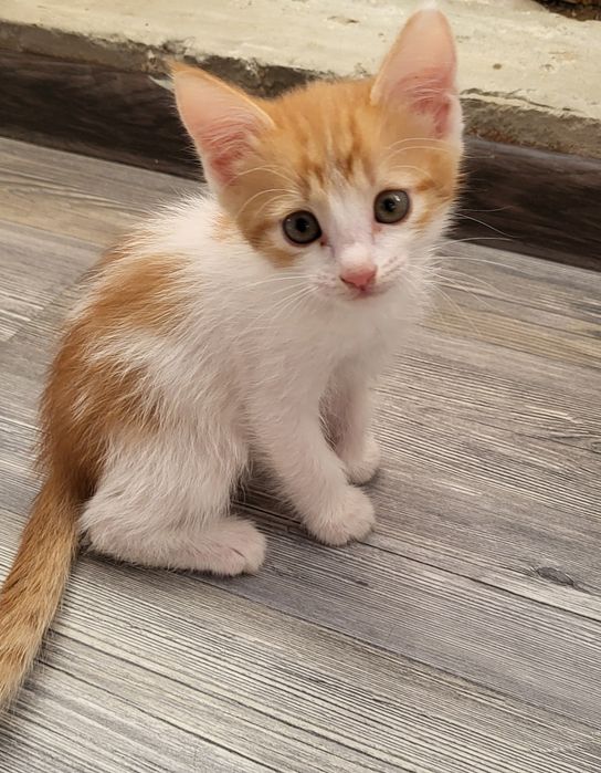 КОТЁНОК (девочка; үргашы) БЕСПЛАТНО