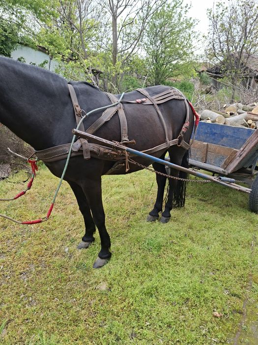 Iapa de vânzare cu căruță prețu la telefon