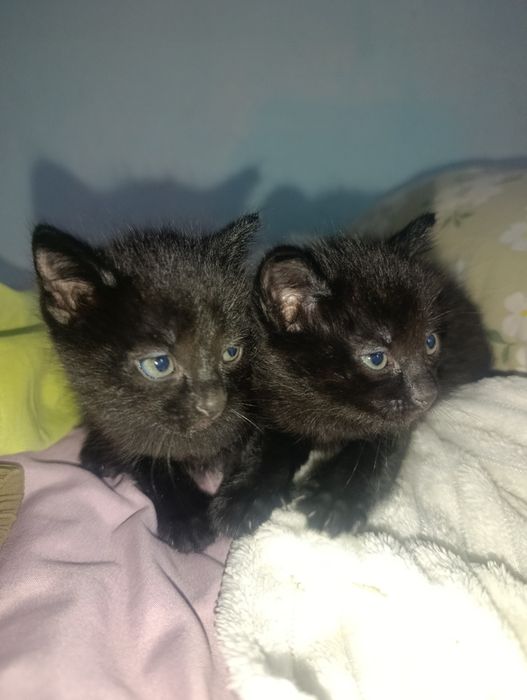 Отдам котят в добрые руки .