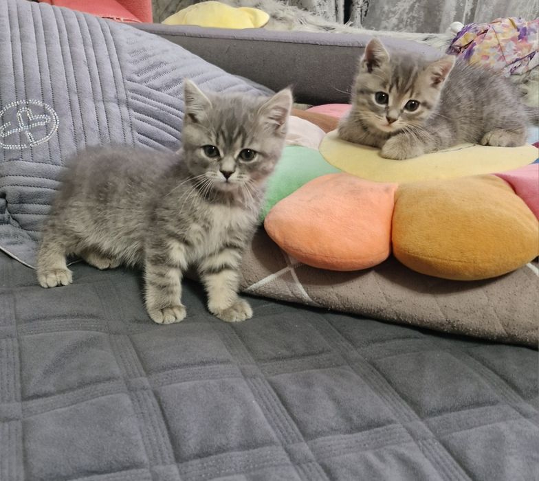 Котята, котята,.