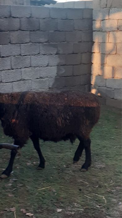 Қойлар сатылады семіз