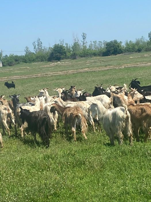 Vând 81 de capre bune de lapte