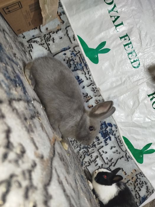 Карлик декоративный куенлар