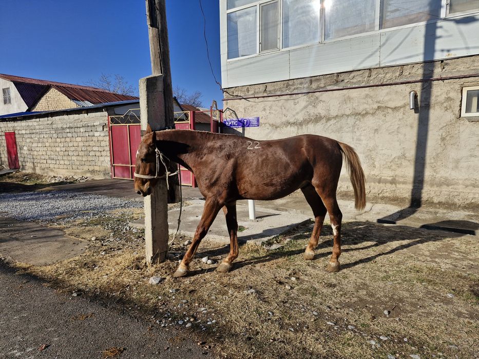 Құнан 3 жасар сатылады