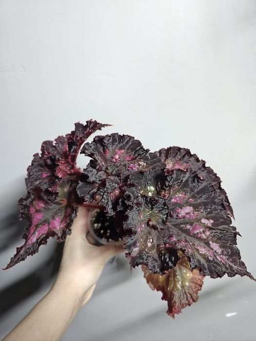 Бегония Краклин Роуз, Дикая Вишня