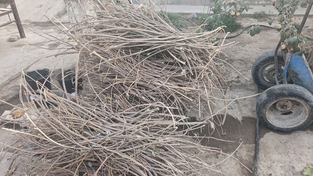 Taxta va daraxt oʻtinlar