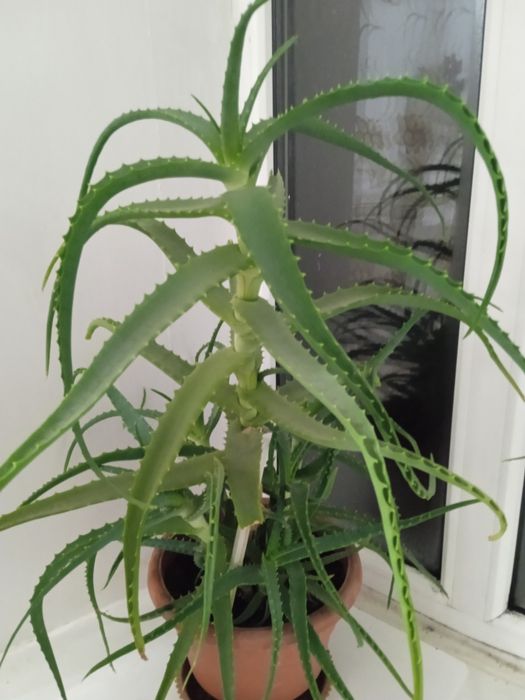 Продам алое,четыре  года .