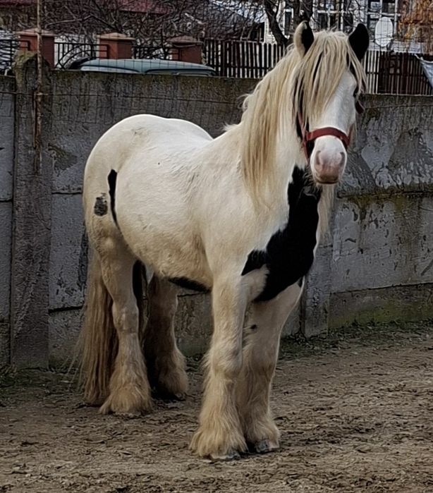 Vand Gypsy Vanner