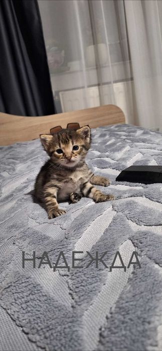 Подаряват се котенца