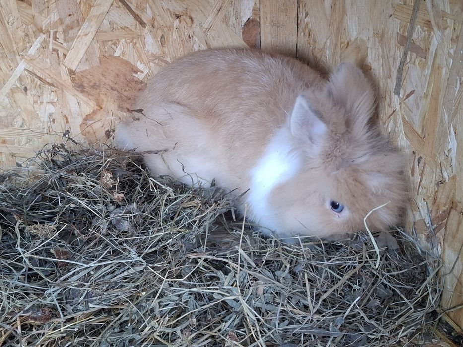 Iepure pufos pitic baiat