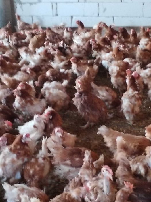 Gaini tinere yasa Brown