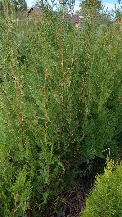 Plante ornamentale tuia