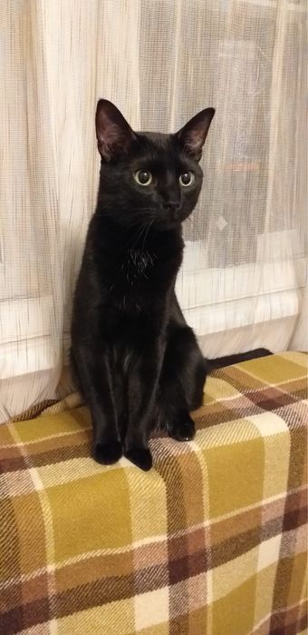 Подарявам мъжка котка