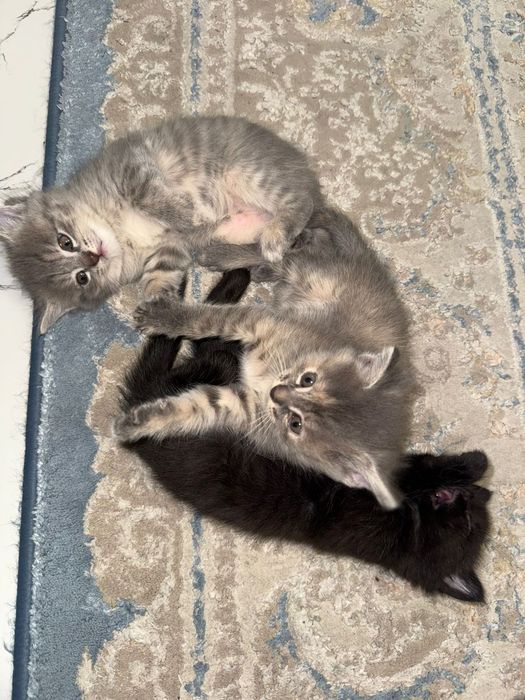 Котята британцы маленькие