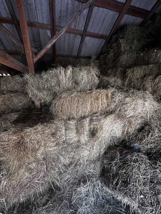 Baloti fan 2025 15lei/buc