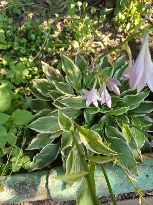 Продам многолетние цветы