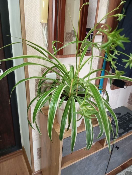 Продам комнатные растения