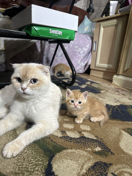 Продаются котята