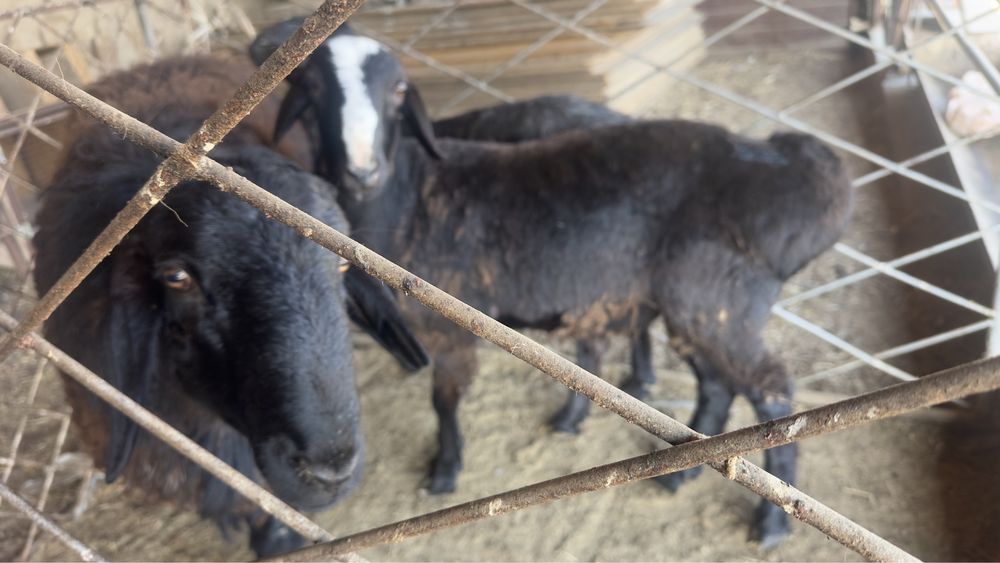 Кошкарлар сатылдады