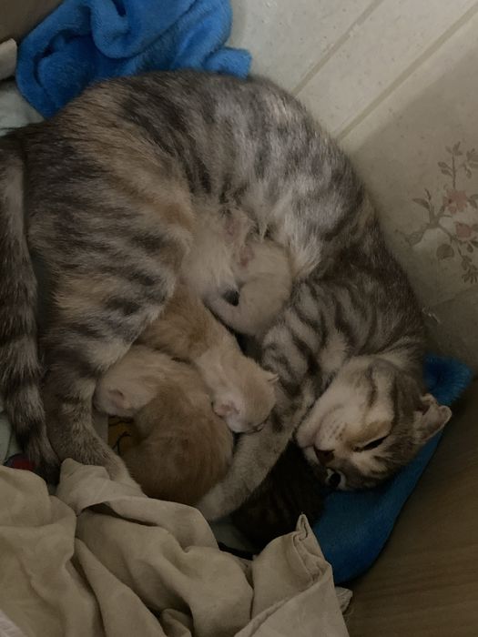 Котятки породистые