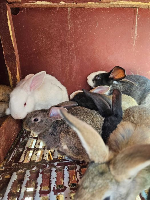 Iepurași de vanzare