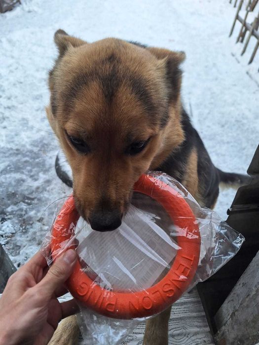 игрушка для собак