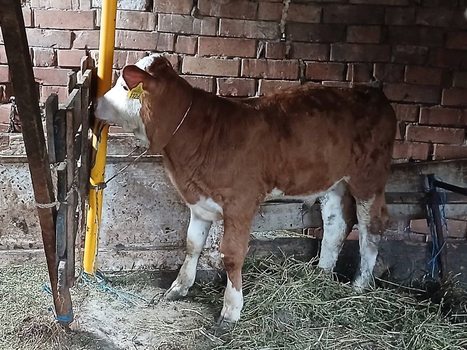 Vând tauras de 13 săptămâni
