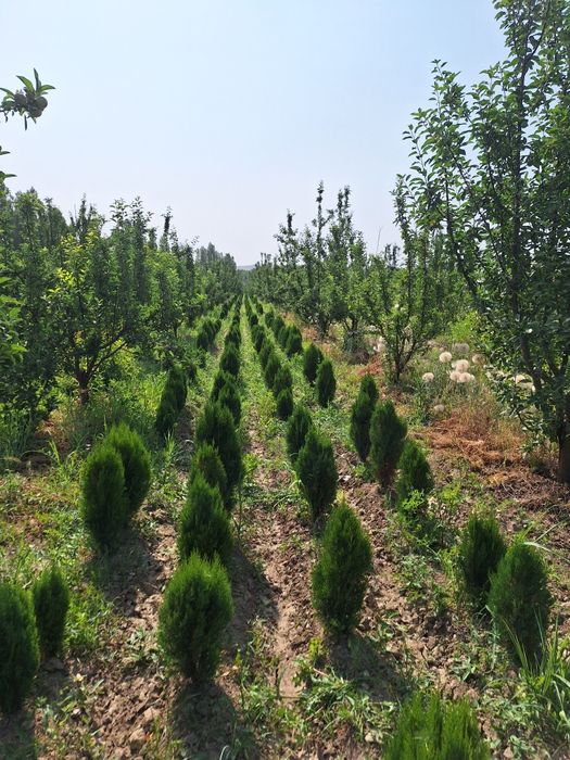 Туя книжный. Туя компактный