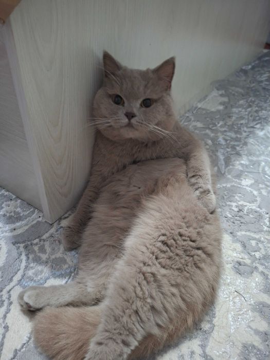 Mushik erkak vyaskaga sotlmid toza latok bladi