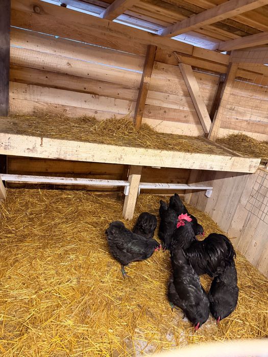 Gaini Australorp Negru cu inel