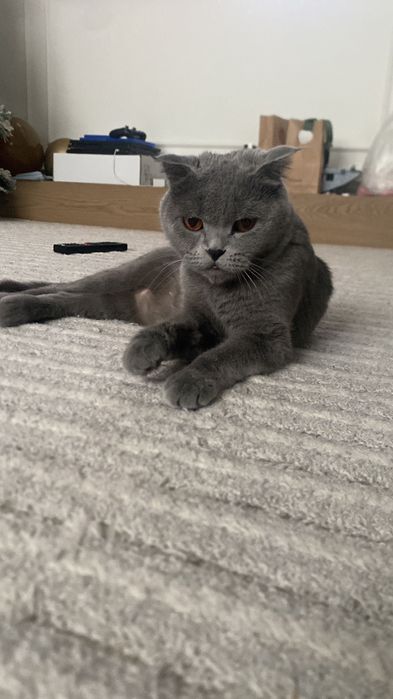 Шотландская вислоухая кошка