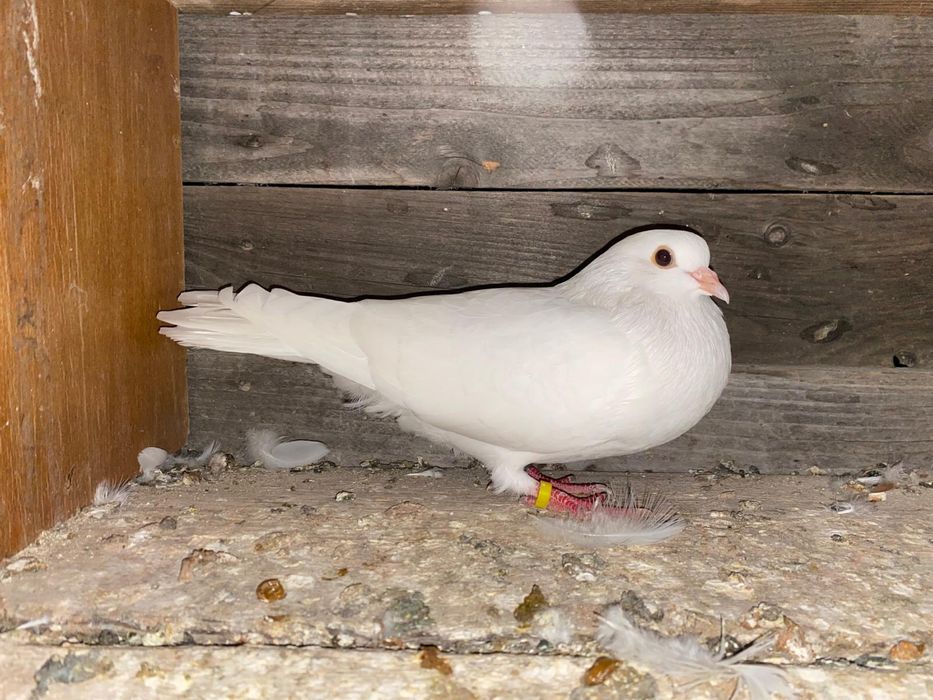 Porumbei jucatori galateni