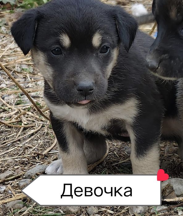 Бесплатно щенки в добрые руки