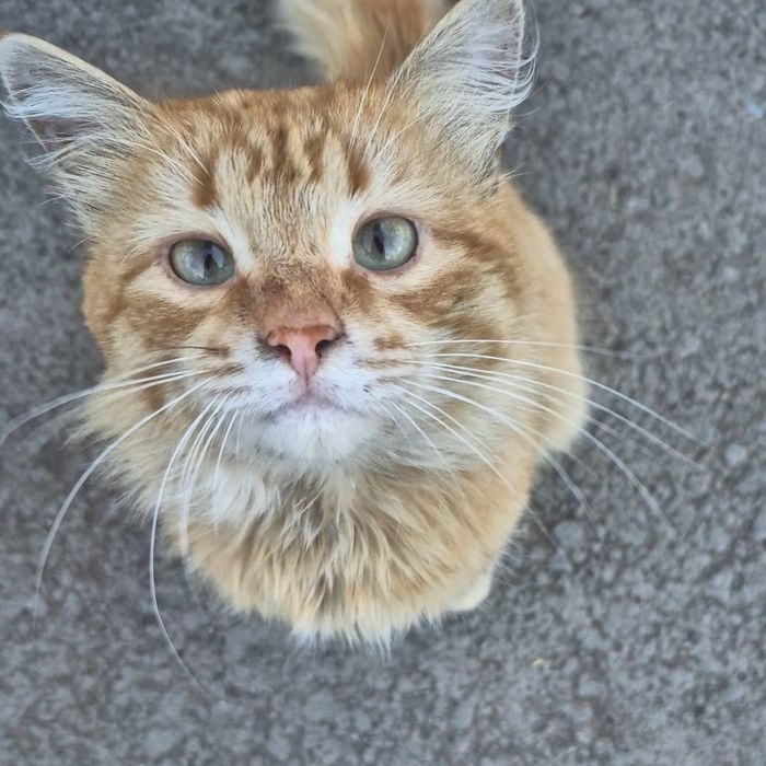 Ласковый котик, мальчик