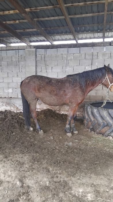 Семиз бие багасын тусемиз