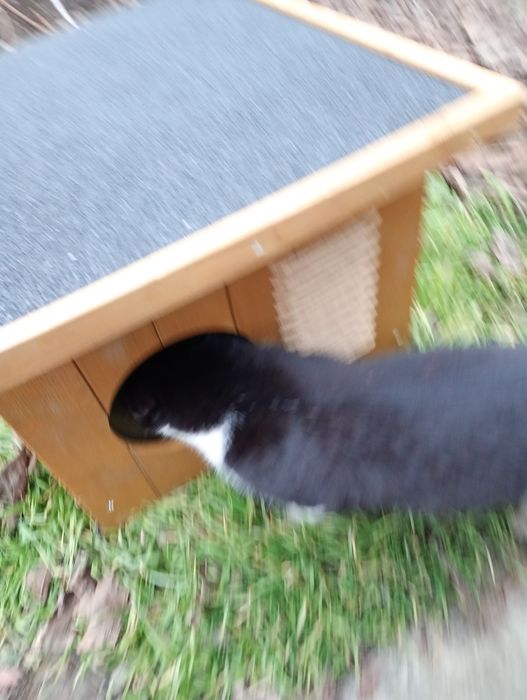 Vând Cușcă pisici nefolosită