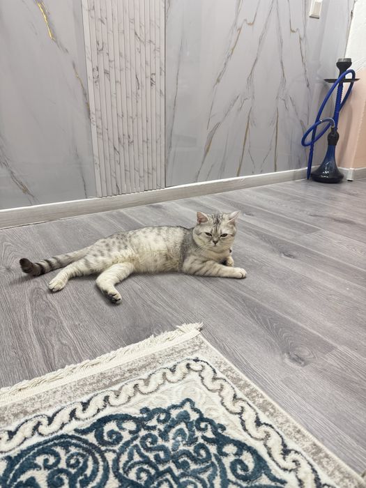 Кот продаётся, самец. Балу