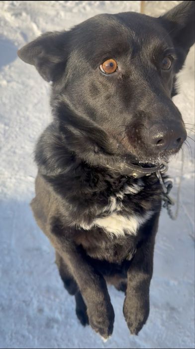 Собака охранница