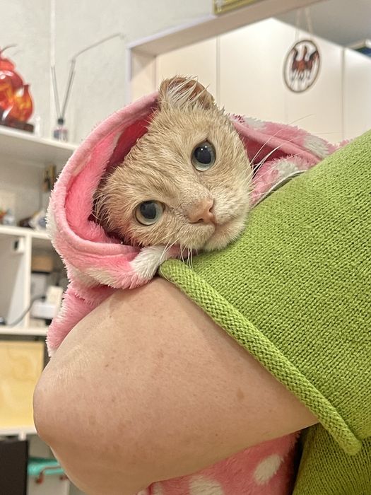 Красивая кошечка в добрые руки