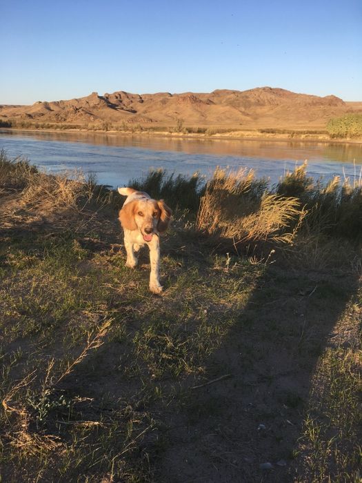 РОС Русский Спаниел