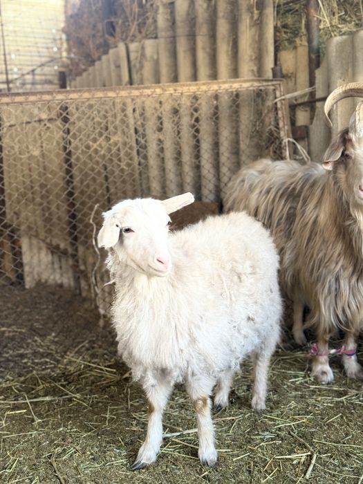 Теке-Ешкілер козлы и козы