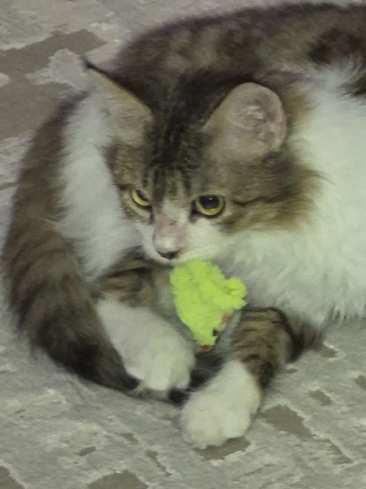 Отдам котика в добрые руки