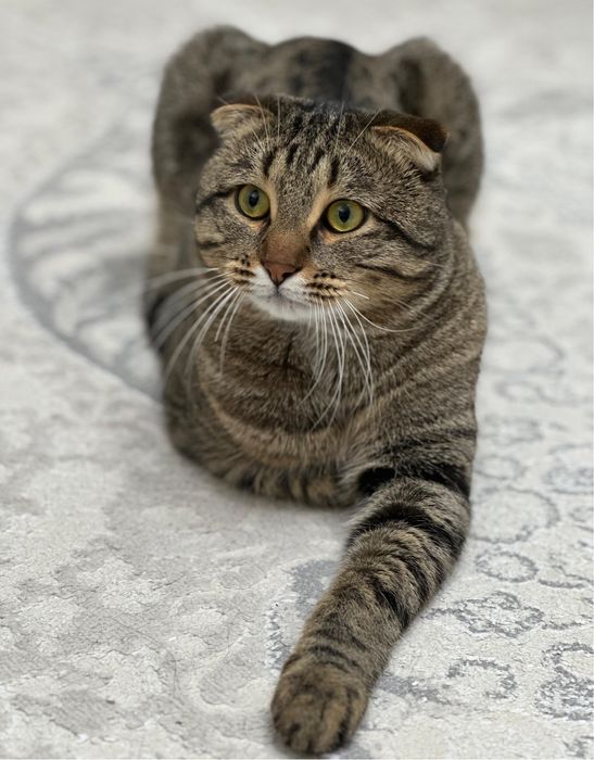 Отдам кота в хорошие руки