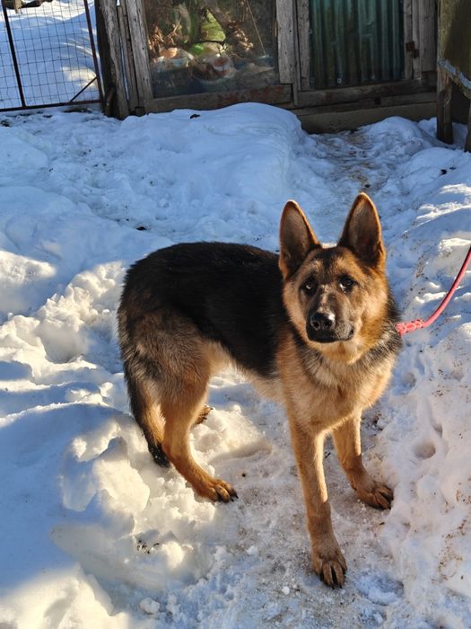 Mascul Ciobanesc german