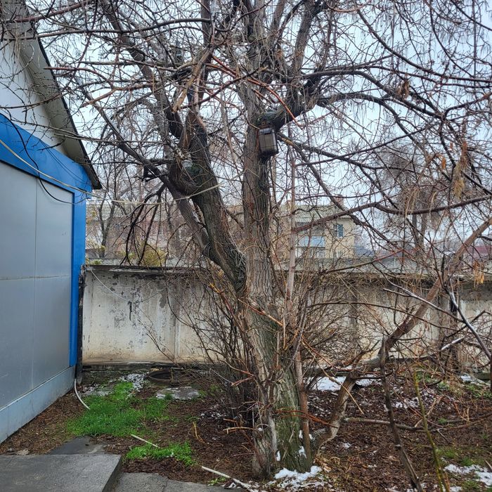 Дрова. Отын ағаштары